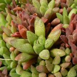 Haworthia turgida v. suberecta (available 8.5cm and 10.5cm Ø)